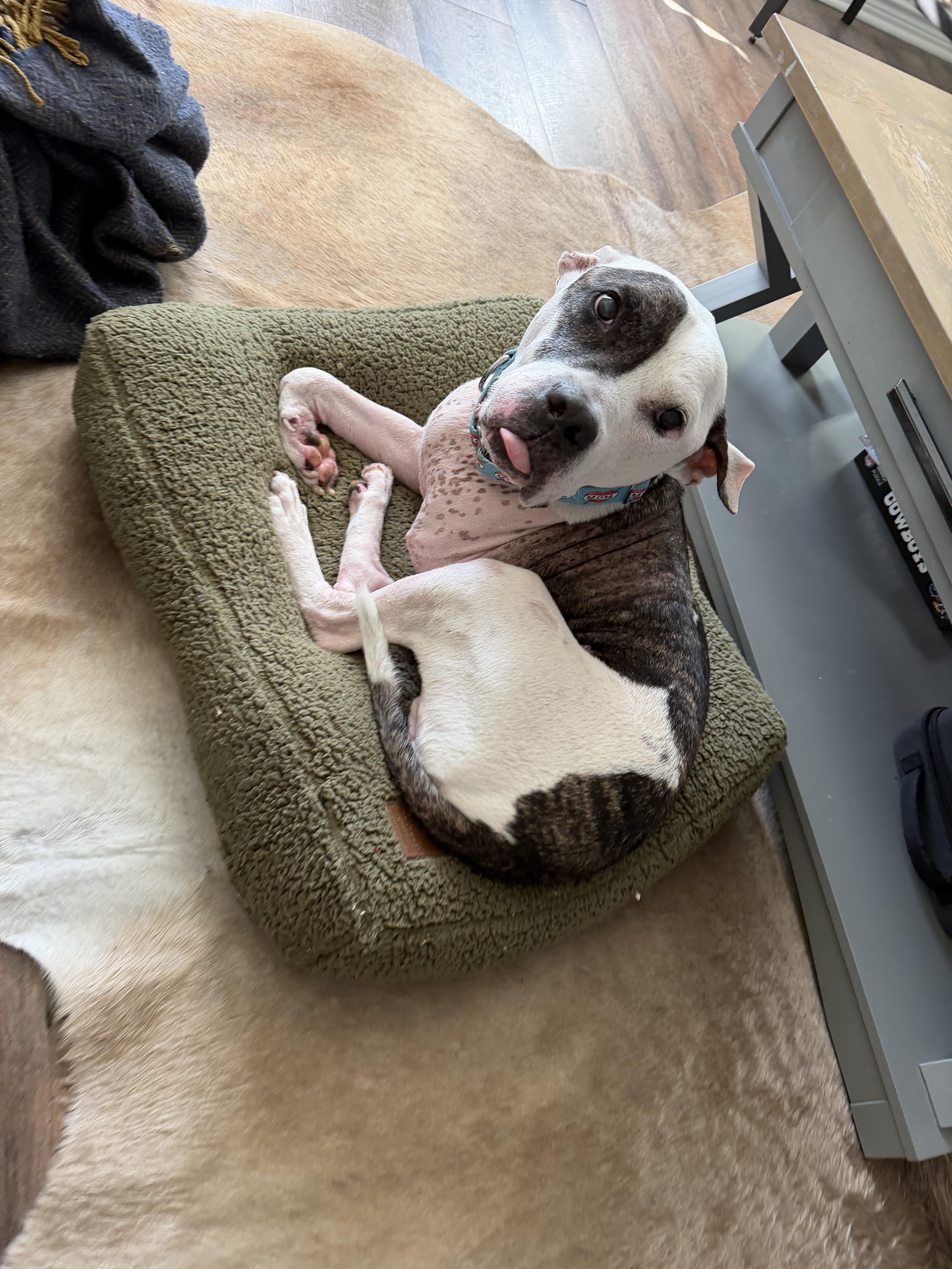 An adult medium-sized male Brindle American Staffordshire Terrier dog named Boyfriend for adoption in Athens, TX