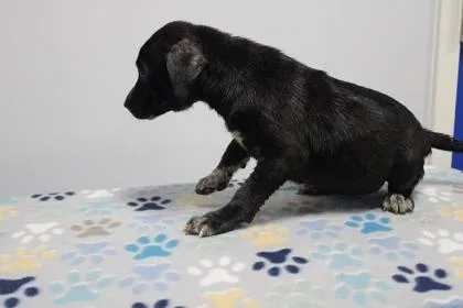 A baby small-sized female Mixed Breed dog named Oreo for adoption in Kenansville, NC