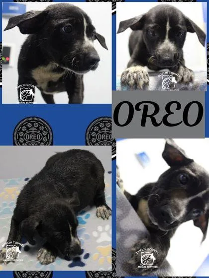 Oreo thumbnail 3