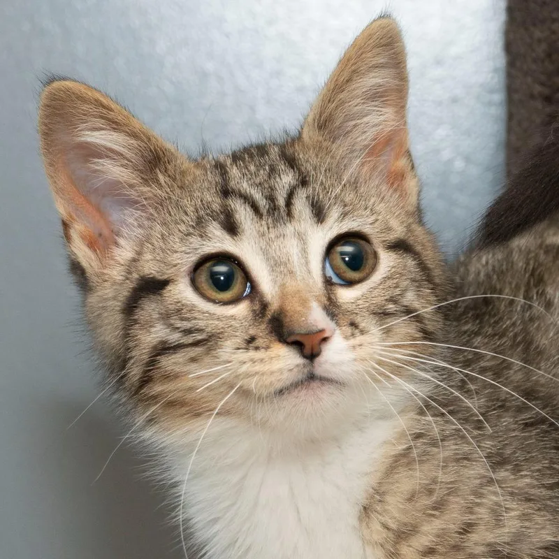 A baby small-sized female Domestic Short Hair cat named Jade for adoption in Troy, OH