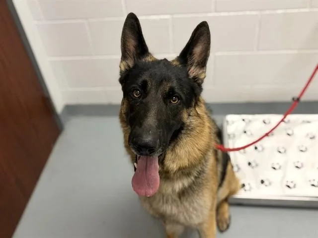 An adult large-sized male German Shepherd Dog dog named Rambo for adoption in Saint Cloud, FL