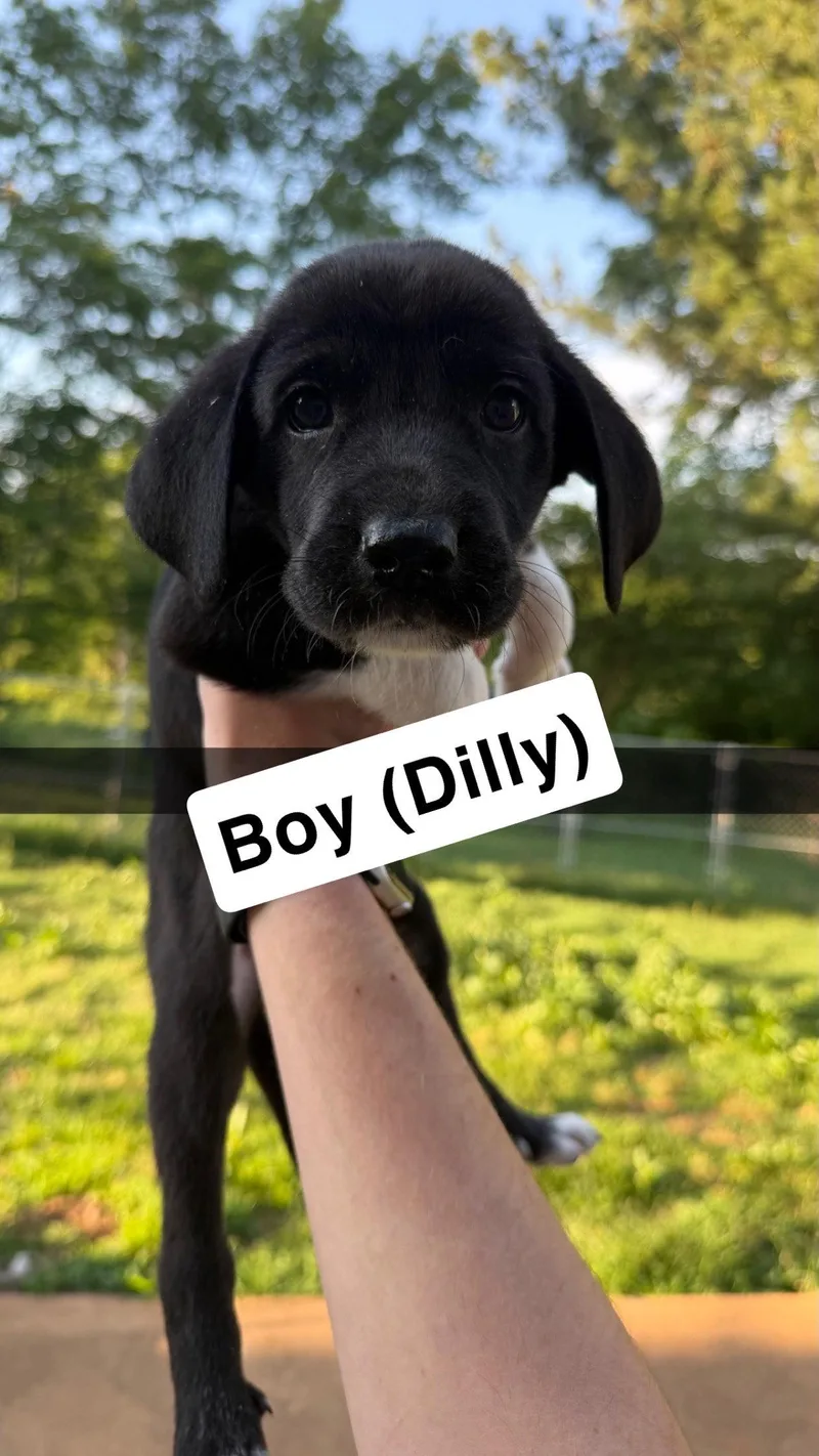 A baby extra large-sized male Great Dane dog named Dilly for adoption in Chambersburg, PA