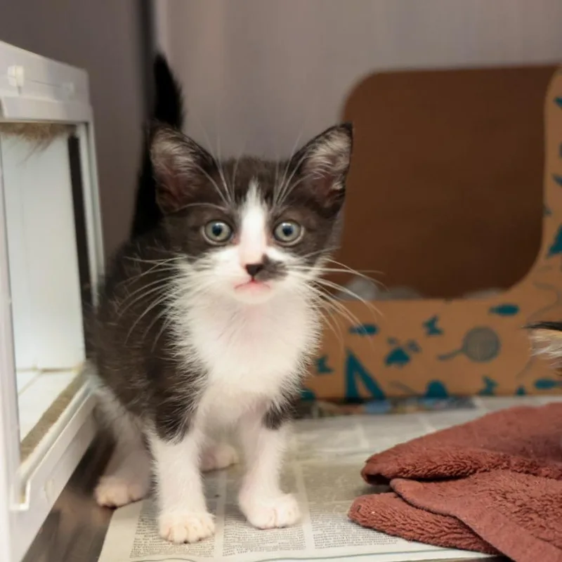 A baby small-sized female Black Domestic Short Hair cat named Jo for adoption in Santa Barbara, CA