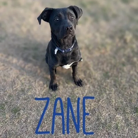 A young medium-sized male Black Labrador Retriever dog named Zane for adoption in Quitman, TX