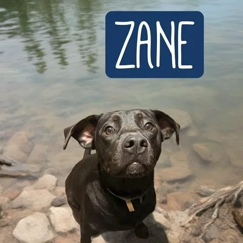 Zane thumbnail 2
