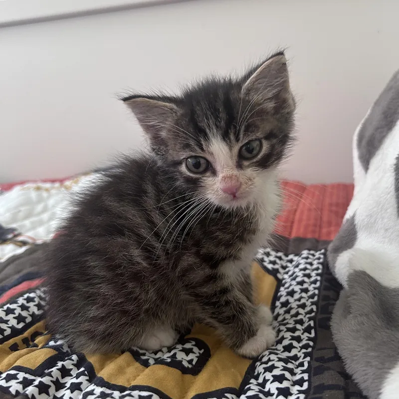 A baby medium-sized male Tabby (Gray / Blue / Silver) Domestic Medium Hair cat named Butch for adoption in Yardley, PA