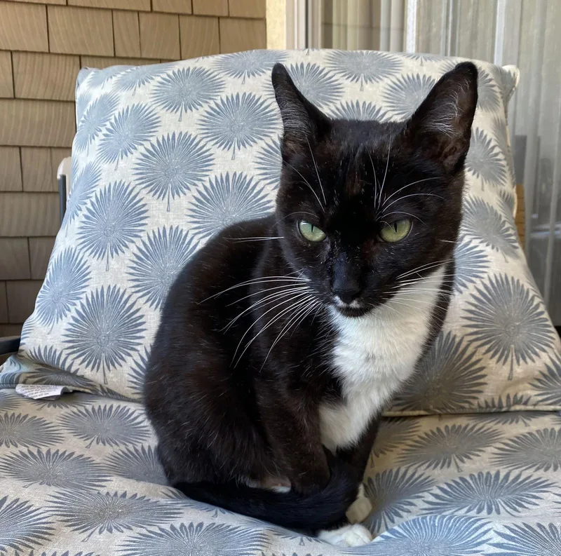 An adult medium-sized male Black & White / Tuxedo Domestic Short Hair cat named Pistachio for adoption in Los Alamitos, CA