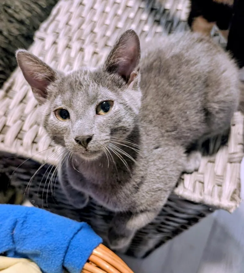 A young medium-sized male Gray / Blue / Silver Domestic Short Hair cat named Jack for adoption in KENTON, DE