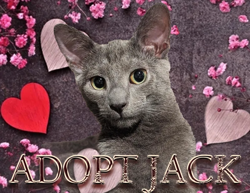 Jack thumbnail 3