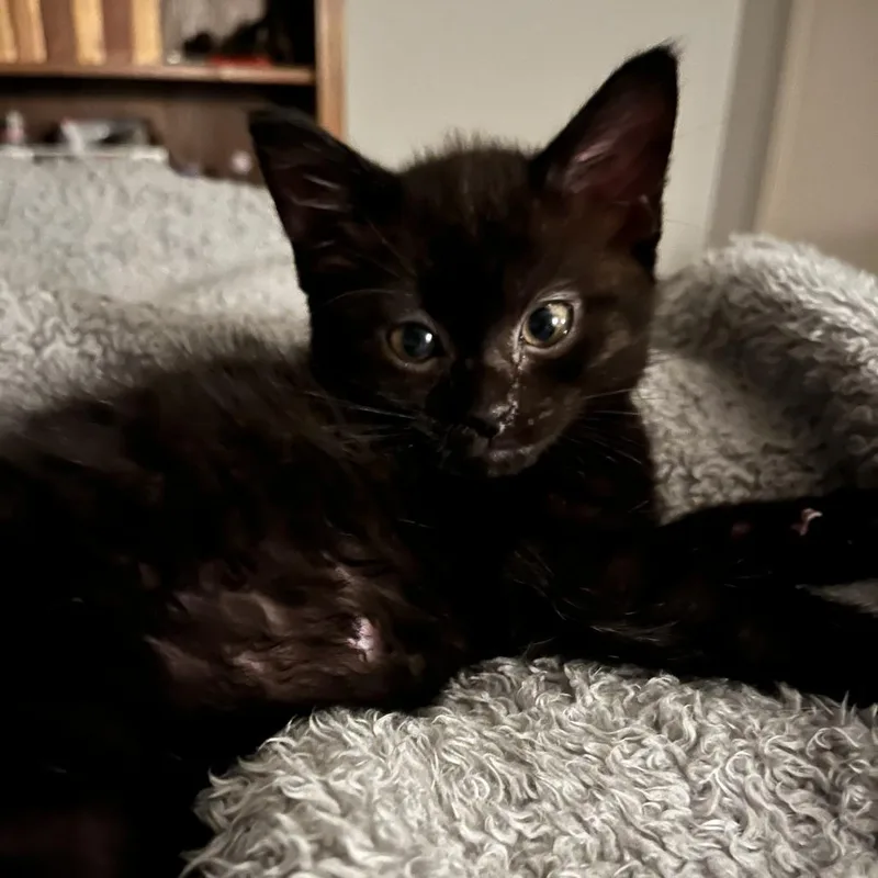 Baby Black thumbnail 2