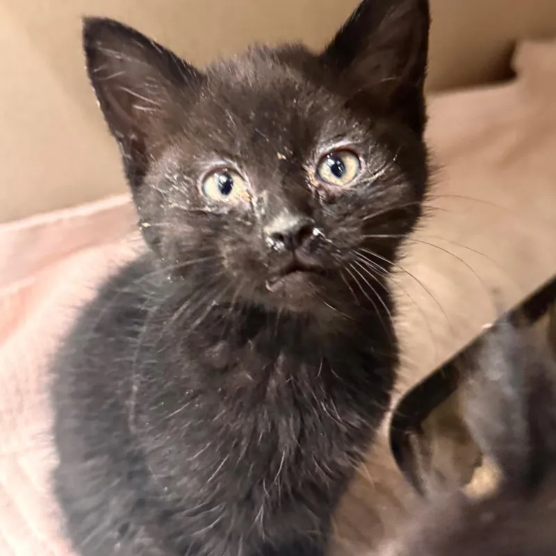 Baby Black thumbnail 3
