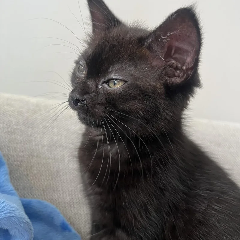 Baby Black thumbnail 4
