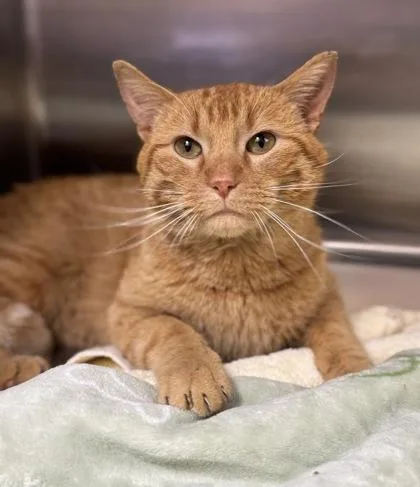 A young medium-sized male Orange / Red Domestic Short Hair cat named Butterscotch for adoption in Tinley Park, IL