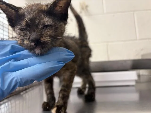A baby small-sized female Domestic Short Hair cat named Bella for adoption in San Bernardino, CA