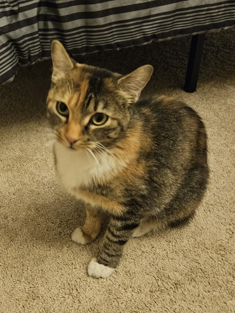 A baby medium-sized female Calico Domestic Short Hair cat named Cornbread for adoption in Gilbert, AZ