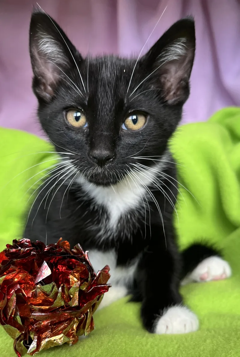 A baby medium-sized male Tuxedo cat named Mochi for adoption in Hood RIver, OR