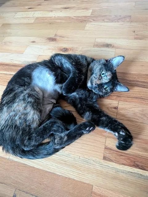 A young small-sized female Domestic Short Hair cat named Canela for adoption in Aurora, CO