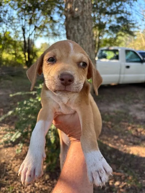 A young medium-sized female Yellow / Tan / Blond / Fawn Mixed Breed dog named Lana for adoption in Mobile, AL