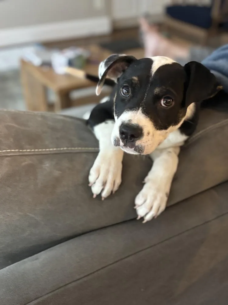 A baby small-sized male Mixed Breed dog named Milo for adoption in Wendell, NC