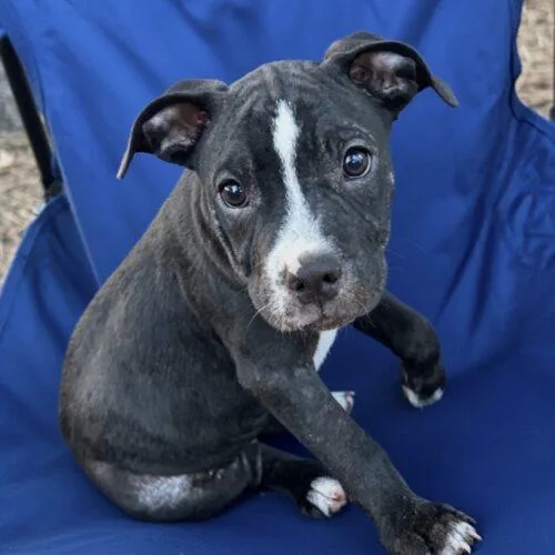 A baby small-sized male Bicolor Terrier dog named Mars Lonestar for adoption in Rockaway, NJ