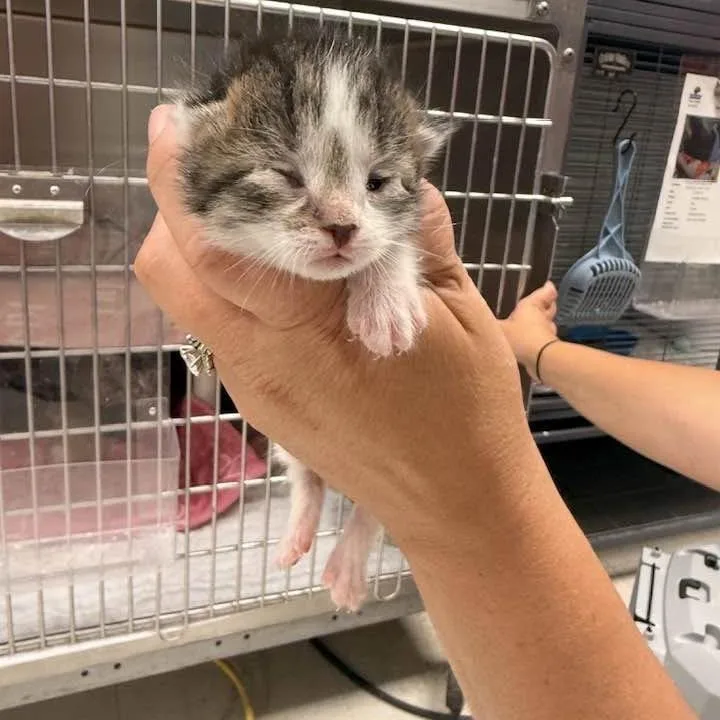 A baby small-sized male Gray / Blue / Silver Domestic Short Hair cat named Lux for adoption in Edwardsville, IL