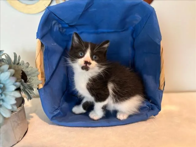 A baby small-sized male Domestic Short Hair cat named Oscar Jr for adoption in Chapel Hill, NC
