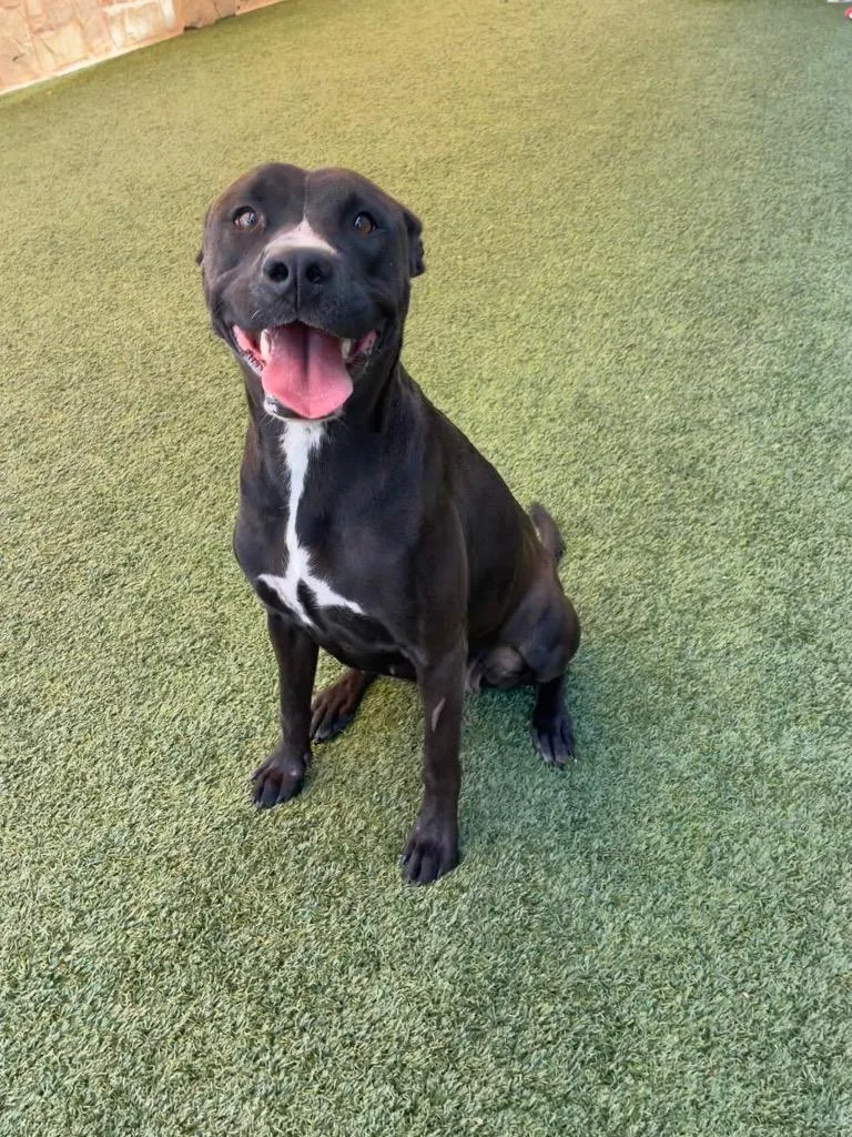 A young large-sized female Labrador Retriever dog named Emmy for adoption in Seguin, TX