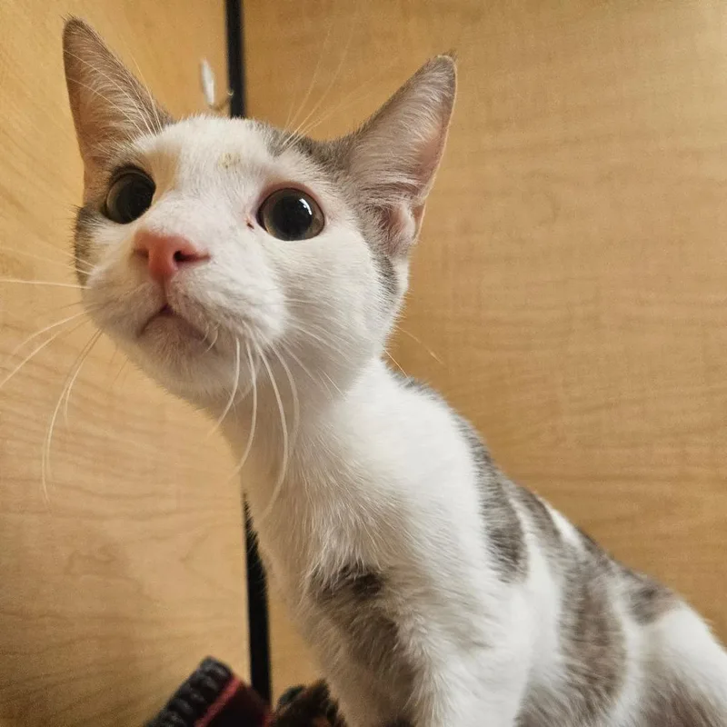 A young small-sized male Gray / Blue / Silver Domestic Short Hair cat named Bishop for adoption in Grantsville, UT