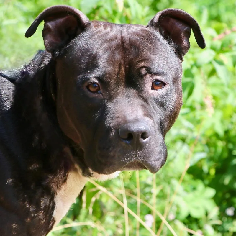An adult medium-sized male Black Mixed Breed dog named Bandido for adoption in Allentown, PA