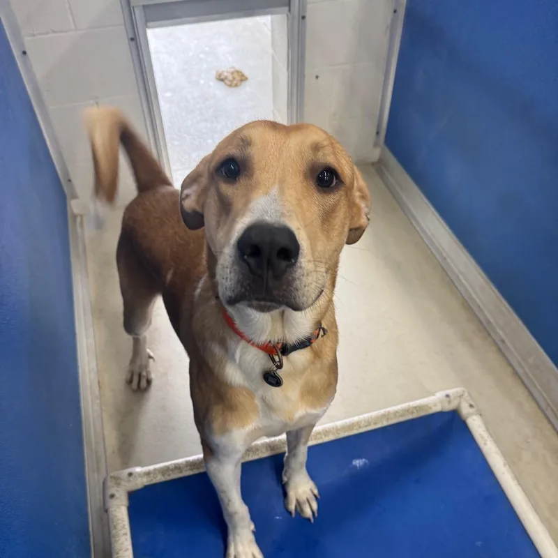 A young small-sized male Labrador Retriever dog named Payton for adoption in Shelbyville, IL