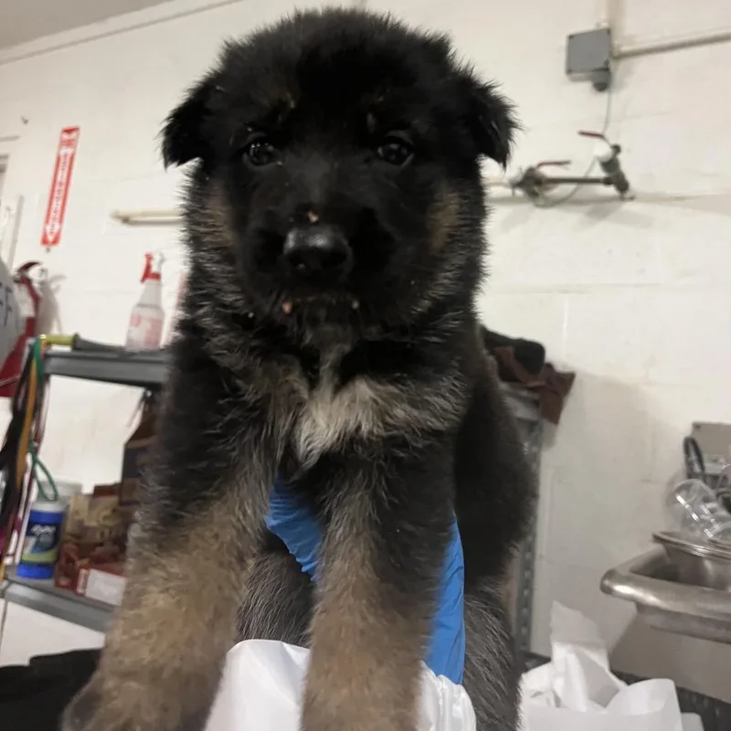 A baby small-sized female Black German Shepherd Dog dog named Marceline for adoption in Stephens City, VA