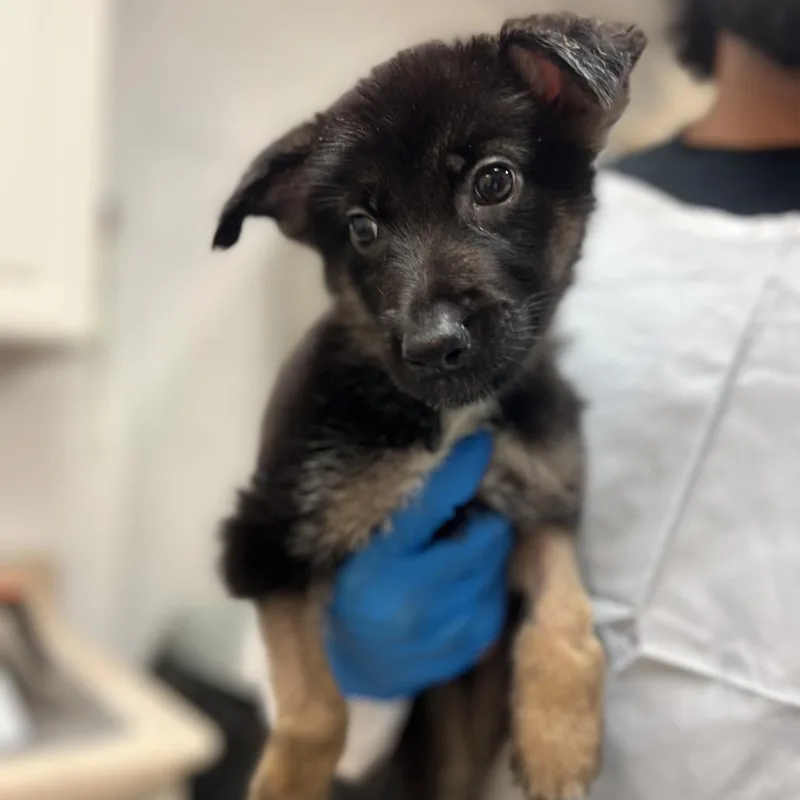 Marceline thumbnail 3