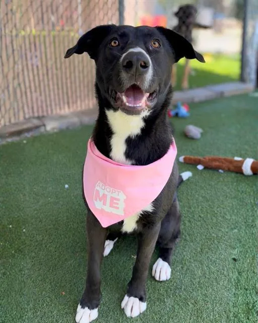 An adult large-sized female Labrador Retriever dog named Maggie for adoption in Chula Vista, CA