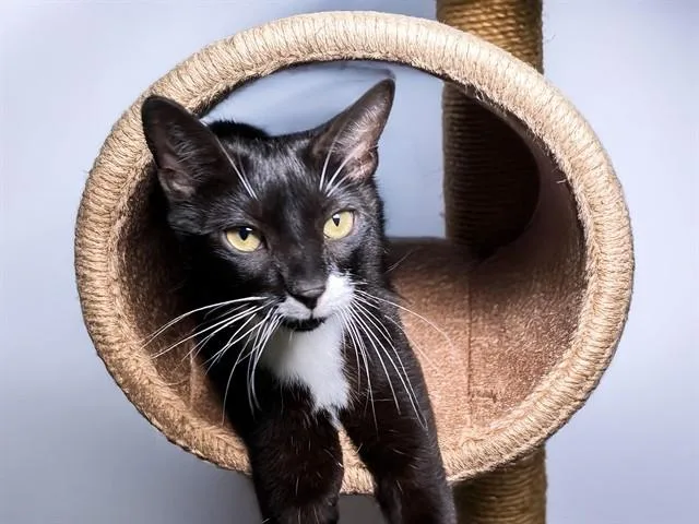 A young medium-sized female Domestic Short Hair cat named Check for adoption in Fort Lauderdale, FL