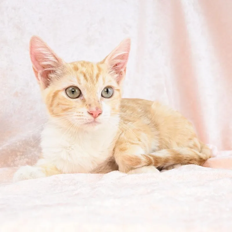 A baby small-sized female Orange / Red Domestic Short Hair cat named Blanche for adoption in Mobile, AL