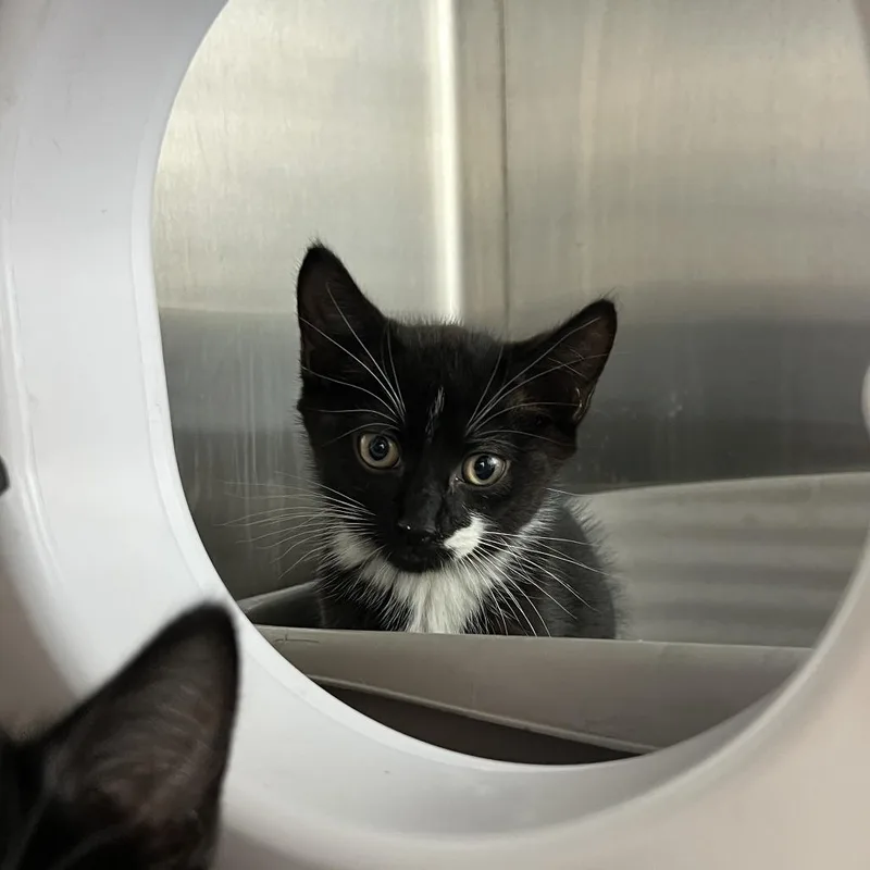 A baby small-sized male Black Domestic Short Hair cat named Larch for adoption in Philadelphia, PA
