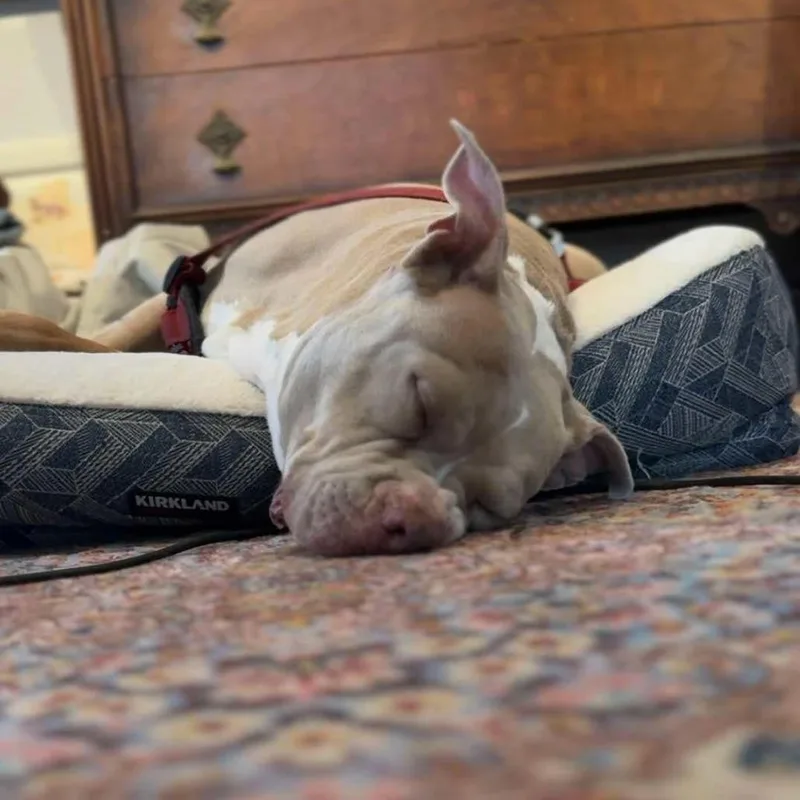 Snuffy Kf thumbnail 3