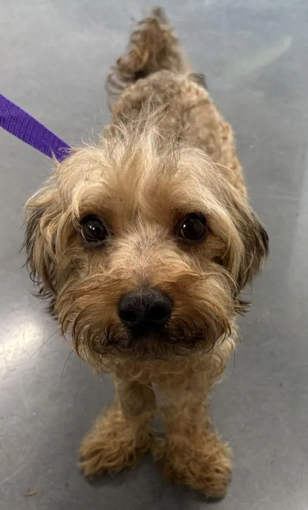 An adult small-sized male Dachshund dog named Vc Bentley for adoption in Lawrenceville, GA