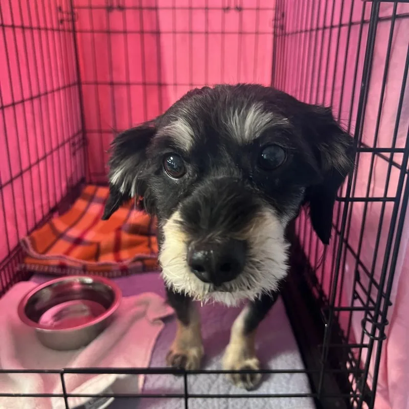 A senior small-sized male Black Mixed Breed dog named Willy for adoption in San Francisco, CA