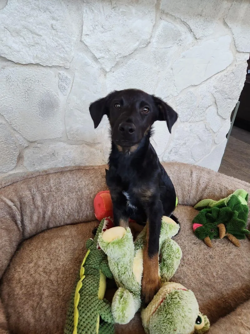 A baby medium-sized male Labrador Retriever dog named Coffee for adoption in Lake Forest, CA