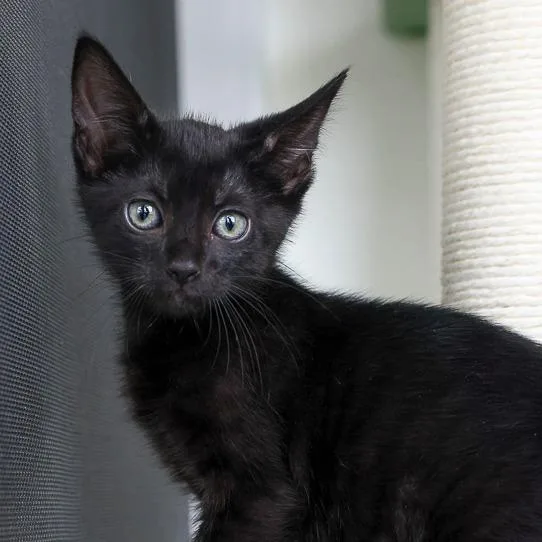 A baby small-sized female Black Domestic Short Hair cat named Minnie for adoption in Bradenton, FL