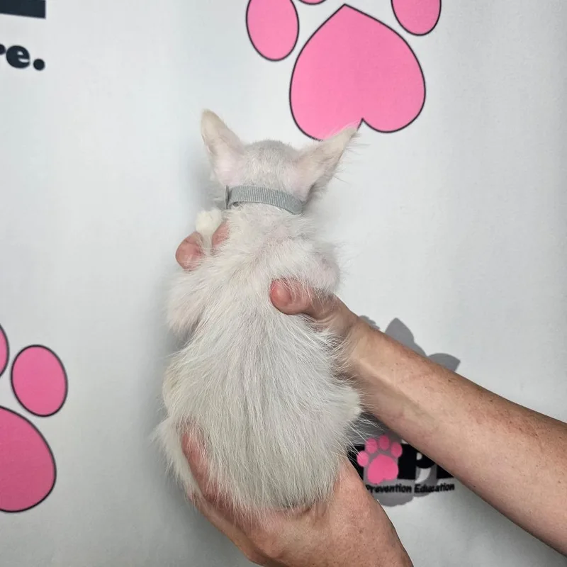 A baby small-sized male White Siamese cat named Stratus for adoption in Milton, FL