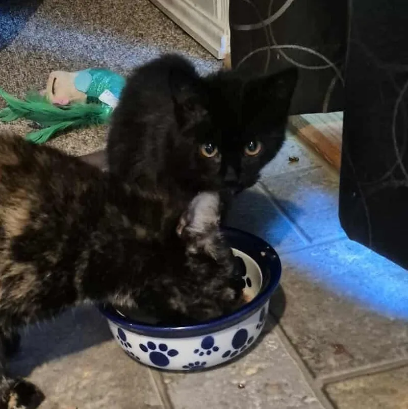 A young medium-sized male Domestic Short Hair cat named Binx for adoption in Mechanicsburg, PA
