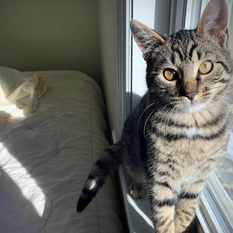 Lottie & Blue thumbnail 2