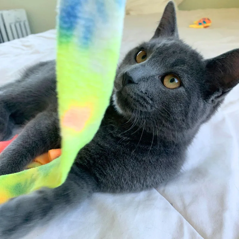 Lottie & Blue thumbnail 3