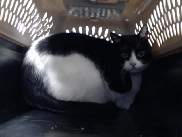 An adult medium-sized male Domestic Medium Hair cat named Tuna for adoption in Fayetteville, NC
