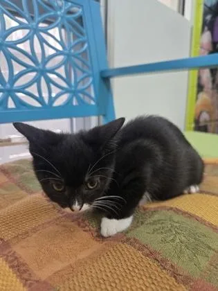 A baby small-sized female Domestic Short Hair cat named Corn Flakes for adoption in Savannah, GA