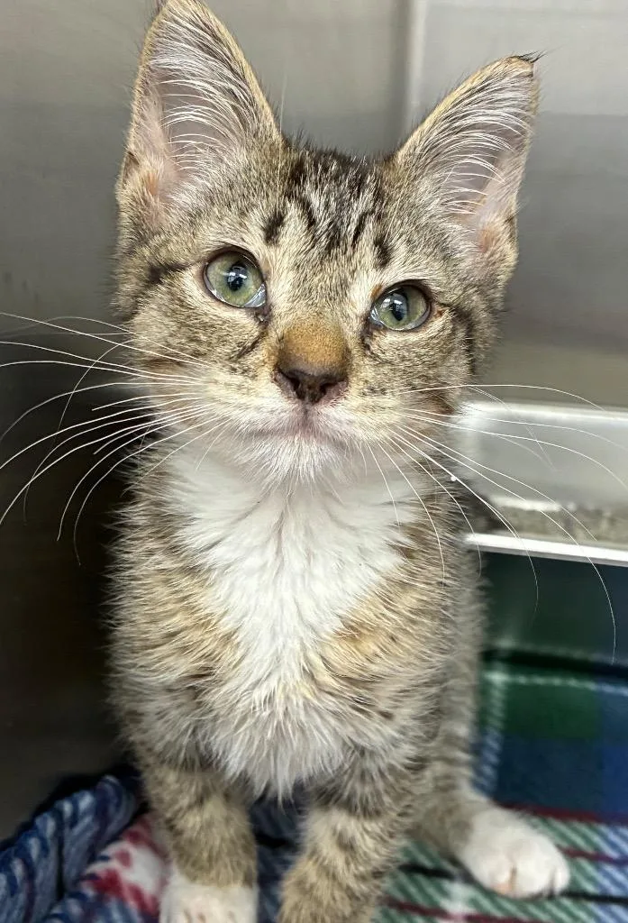 A baby small-sized female Domestic Short Hair cat named Stormy for adoption in Hartsville, SC