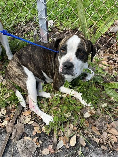 An adult large-sized female American Bulldog dog named Lucy for adoption in Miami, FL