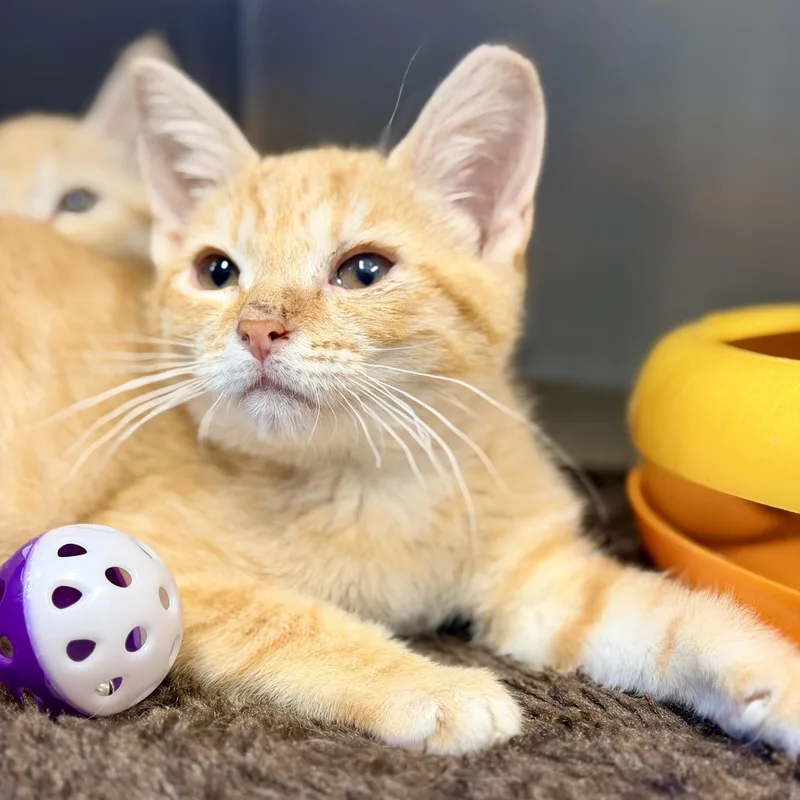 A baby medium-sized male Orange / Red Domestic Short Hair cat named Toni for adoption in Manahawkin, NJ